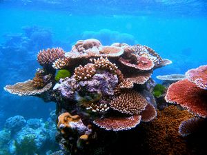珊瑚の日.jpg